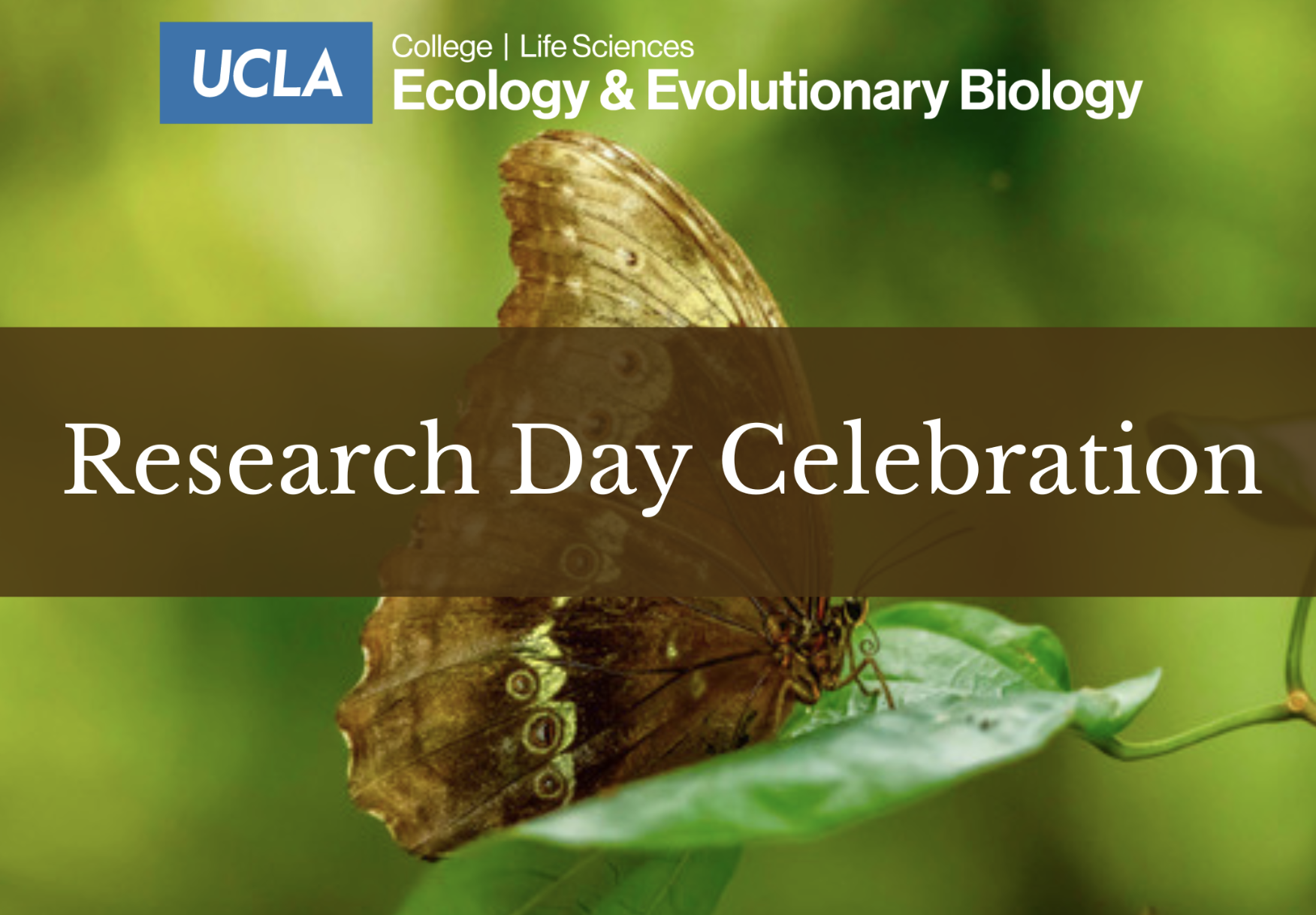 A brownish butterfly on a green leaf. Text on the graphic reads "Ecology and Evolutionary Biology Research Day Celebration"